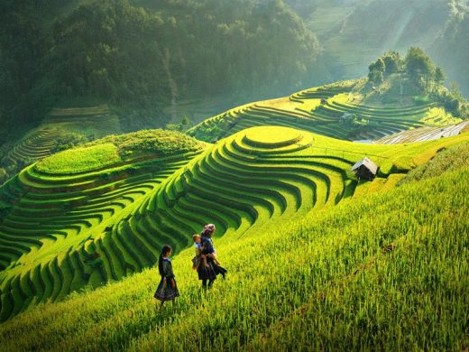 Ruộng bậc thang xanh trong hành trình Mộc Châu – Mai Châu – Hòa Bình